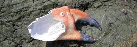parrothead crab claw